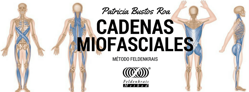 cadenas miofasciales.png